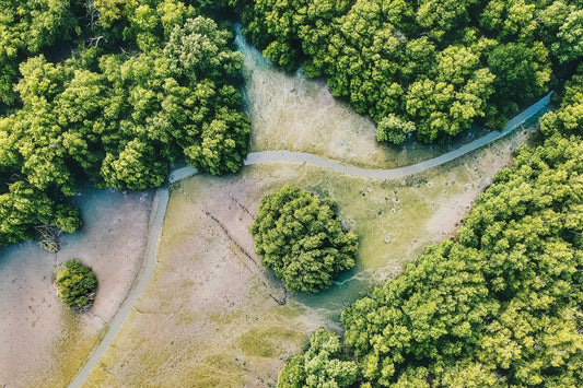 How we achieve carbon neutrality (and you can too)